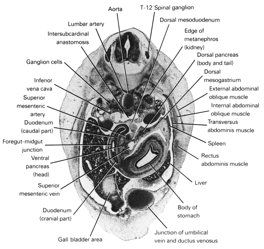 T-12 spinal ganglion, aorta, body of stomach, dorsal mesoduodenum, dorsal mesogastrium, dorsal pancreas (body and tail), duodenum (caudal part), duodenum (cranial part), edge of metanephros (kidney), external abdominal oblique muscle, foregut-midgut junction, gall bladder area, ganglion cells, inferior vena cava, internal abdominal oblique muscle, intersubcardinal anastomosis, junction of umbilical vein and ductus venosus, liver, lumbar artery, rectus abdominis muscle, spleen, superior mesenteric artery, superior mesenteric vein, transversus abdominis muscle, ventral pancreas (head)