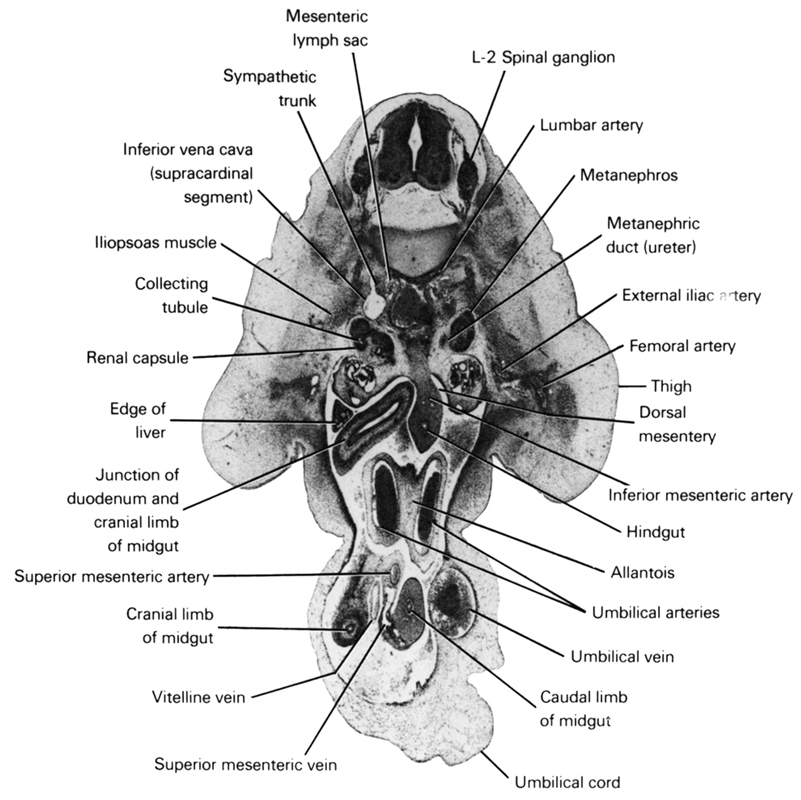 L-2 spinal ganglion, allantois, caudal limb of midgut, collecting tubule, cranial limb of midgut, dorsal mesentery, edge of liver, external iliac artery, femoral artery, hindgut, iliopsoas muscle, inferior mesenteric artery, inferior vena cava (supracardinal segment), junction of duodenum and cranial limb of midgut, lumbar artery, mesenteric lymph sac, metanephric duct (ureter), metanephros, renal capsule, superior mesenteric artery, superior mesenteric vein, sympathetic trunk, thigh, umbilical arteries, umbilical cord, umbilical vein, vitelline (omphalomesenteric) vein