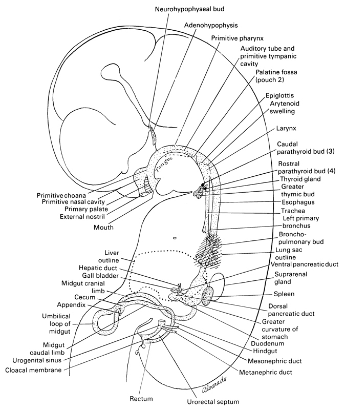 adenohypophysis, appendix, arytenoid swelling, auditory tube and primitive tympanic cavity, bronchopulmonary bud(s), caudal parathyroid bud (3), cecum, cloacal membrane, dorsal pancreatic duct, duodenum, epiglottis, esophagus, external nostril, gall bladder, greater curvature of stomach, greater thymic bud, hepatic duct(s), hindgut, larynx, left primary bronchus, liver outline, lung sac outline, mesonephric duct, metanephric duct, midgut caudal limb, midgut cranial limb, mouth, neurohypophyseal bud, palatine fossa (pouch 2), primary palate, primitive choana, primitive nasal cavity, primitive pharynx, rectum, rostral parathyroid bud (4), spleen, suprarenal gland, thyroid gland, trachea, umbilical loop of midgut, urogenital sinus, urorectal septum, ventral pancreatic duct