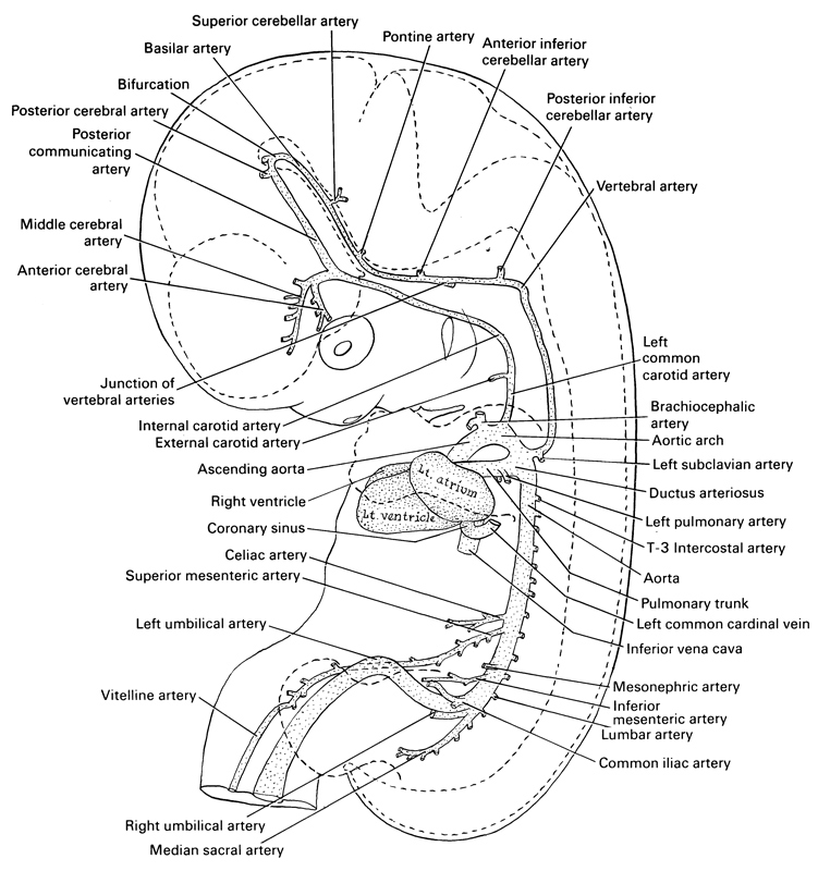 T-3 intercostal artery, anterior cerebral artery, anterior inferior cerebellar artery, aorta, arch of aorta, ascending aorta, basilar artery, bifurcation, brachiocephalic artery, celiac artery, common iliac artery, coronary sinus, ductus arteriosus, external carotid artery, inferior mesenteric artery, inferior vena cava, internal carotid artery, junction of vertebral arteries, left common cardinal vein, left common carotid artery, left pulmonary artery, left subclavian artery, left umbilical artery, lumbar artery, median sacral artery, mesonephric artery, middle cerebral artery, pontine artery, posterior cerebral artery, posterior communicating artery, posterior inferior cerebellar artery, pulmonary trunk, right umbilical artery, right ventricle, superior cerebellar artery, superior mesenteric artery, vertebral artery, vitelline (omphalomesenteric) artery