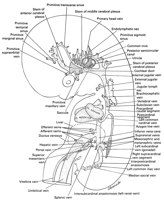 afferent veins, azygos vein, brachiocephalic vein, cochlear duct, common crus, ductus venosus, efferent veins, endolymphatic sac, external jugular vein, hepatic vein(s), inferior vena cava, internal jugular vein, interpostcardinal anastomosis, intersubcardinal anastomosis (left renal vein), jugular lymph sac, left common cardinal vein, left common iliac vein, left subcardinal vein (gonadal), liver, median sacral vein, mesonephric and metanephric veins, portal vein, postcardinal segment, posterior semicircular canal, precardinal caudal segment, primary head vein, primitive marginal sinus, primitive maxillary vein, primitive sigmoid sinus, primitive supraorbital vein, primitive tentorial sinus, primitive transverse sinus, right supracardinal vein segment, saccule, splenic vein, stem of anterior cerebral plexus, stem of middle cerebral plexus, stem of posterior cerebral plexus, subclavian vein, superior mesenteric vein, suprarenal veins, umbilical vein, utricle, vertebral vein, vitelline (omphalomesenteric) vein