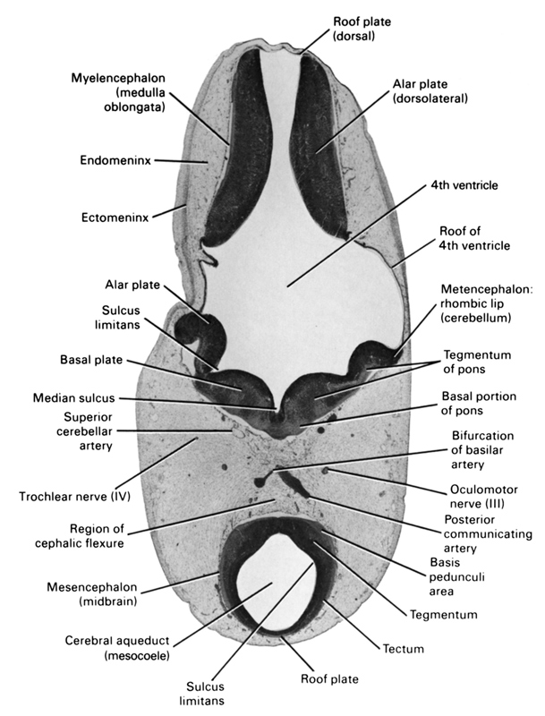 alar plate (dorsolateral), alar plate(s), basal plate, basal portion of pons, basis pedunculi area, bifurcation of basilar artery, cerebral aqueduct (mesocoele), ectomeninx, endomeninx, median sulcus, mesencephalon (midbrain), metencephalon: rhombic lip (cerebellum), myelencephalon (medulla oblongata), oculomotor nerve (CN III), posterior communicating artery, region of cephalic flexure, rhombencoel (fourth ventricle), roof of rhombencoel (fourth ventricle), roof plate, roof plate (dorsal), sulcus limitans, superior cerebellar artery, tectum, tegmentum, tegmentum of pons, trochlear nerve (CN IV)