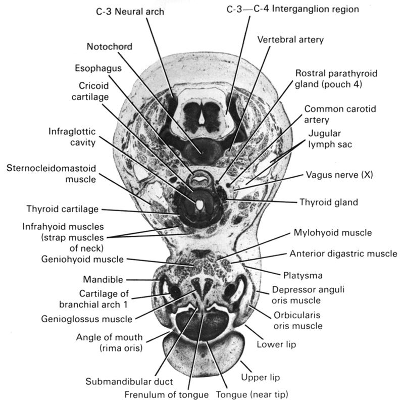 C-3 / C-4 interganglion region, C-3 neural arch, angle of mouth (rima oris), anterior digastric muscle, common carotid artery, cricoid cartilage, depressor anguli oris muscle, esophagus, frenulum of tongue, genioglossus muscle, geniohyoid muscle, infraglottic cavity, infrahyoid muscles (strap muscles of neck), jugular lymph sac, lower lip, mandible, mylohyoid muscle, notochord, orbicularis oris muscle, pharyngeal arch 1 cartilage (Meckel), platysma, rostral parathyroid gland (pouch 4), sternocleidomastoid muscle, submandibular duct, thyroid cartilage, thyroid gland, tongue (near tip), upper lip, vagus nerve (CN X), vertebral artery