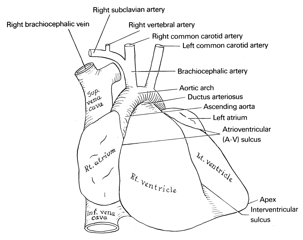 apex of heart, arch of aorta, ascending aorta, atrioventricular sulcus, brachiocephalic artery, ductus arteriosus, inferior vena cava, interventricular sulcus, left atrium, left common carotid artery, left ventricle, right atrium, right brachiocephalic vein, right common carotid artery, right subclavian artery, right ventricle, right vertebral artery, superior vena cava