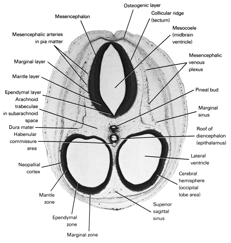 arachnoid trabeculae in subarachnoid space, cerebral hemisphere (occipital lobe area), collicular ridge (tectum), dura mater, ependymal layer, ependymal zone, habenular commissure area, lateral ventricle, mantle layer, mantle zone, marginal layer, marginal sinus, marginal zone, mesencephalic arteries in pia mater, mesencephalic venous plexus, mesencephalon, mesocoele (midbrain ventricle), neopallial cortex, osteogenic layer, pineal bud, roof of diencephalon (epithalamus), superior sagittal sinus