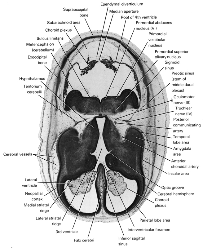 amygdala area, anterior choroidal artery, cerebral hemisphere, cerebral vessels, choroid plexus, ependymal diverticulum, exoccipital bone, falx cerebri, hypothalamus, inferior sagittal sinus, insular area, interventricular foramen, lateral striatal ridge, lateral ventricle, medial striatal ridge, median aperture, metencephalon (cerebellum), neopallial cortex, oculomotor nerve (CN III), optic groove, parietal lobe area, posterior communicating artery, pre-otic sinus (stem of middle dural venous plexus), primordial abducens nucleus, primordial superior olivary nucleus, primordial vestibular nucleus, roof of rhombencoel (fourth ventricle), sigmoid sinus, subarachnoid area, sulcus limitans, supra-occipital bone, temporal lobe area, tentorium cerebelli, third ventricle, trochlear nerve (CN IV)
