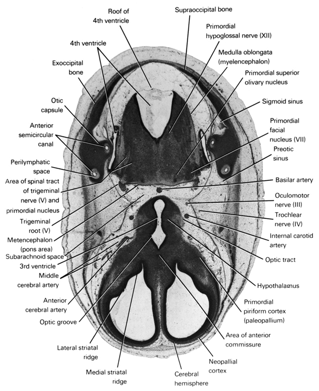 anterior cerebral artery, anterior semicircular canal, area of anterior commissure, area of spinal tract of trigeminal nerve (CN V) and primordial nucleus, basilar artery, cerebral hemisphere, exoccipital bone, hypothalamus, internal carotid artery, lateral striatal ridge, medial striatal ridge, medulla oblongata (myelencephalon), metencephalon (pons region), middle cerebral artery, neopallial cortex, oculomotor nerve (CN III), optic groove, optic tract, otic capsule, perilymphatic space, pre-otic sinus, primordial facial nucleus, primordial hypoglossal nerve (CN XII), primordial piriform cortex (paleopallium), primordial superior olivary nucleus, rhombencoel (fourth ventricle), roof of rhombencoel (fourth ventricle), root of trigeminal nerve (CN V), sigmoid sinus, subarachnoid space, supra-occipital bone, third ventricle, trochlear nerve (CN IV)