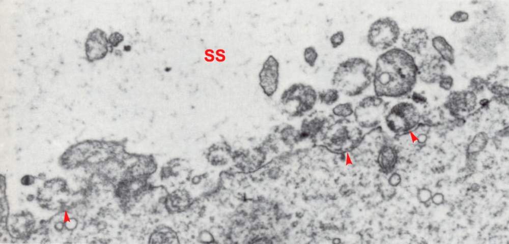 The cortical area next to the fertilization cone