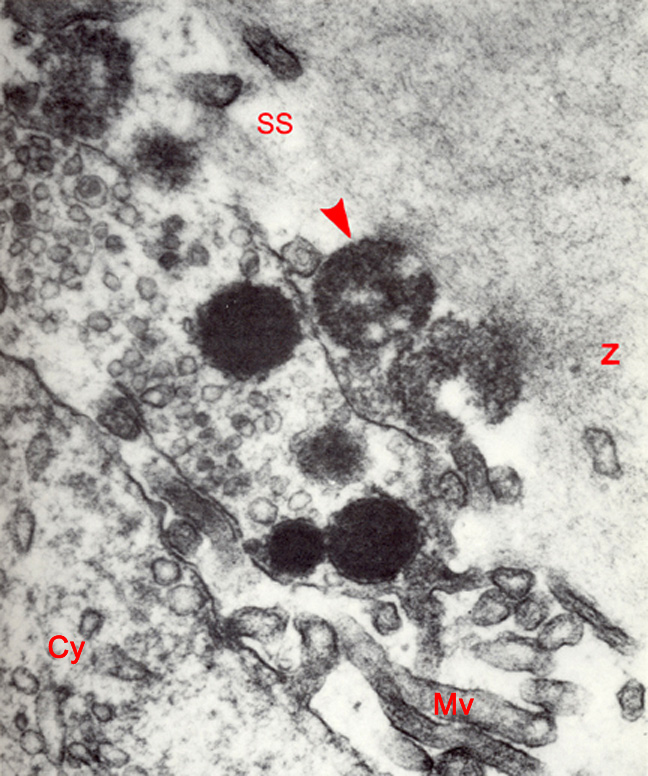 The zonal reaction