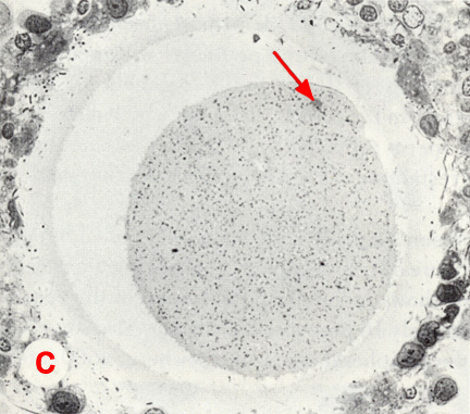 High power LM of section through the fertilization cone