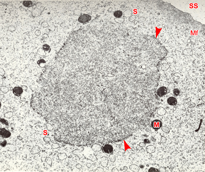 Developing paternal pronucleus