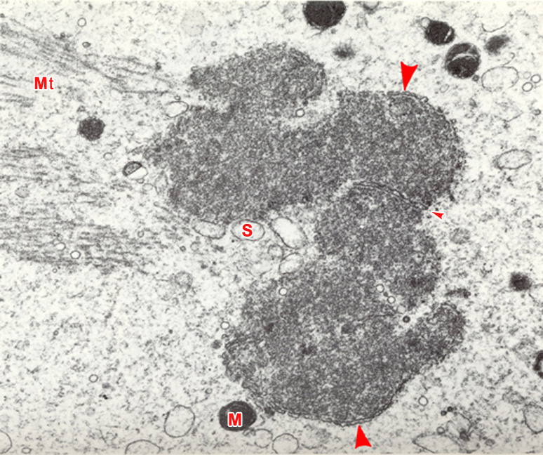 Developing maternal pronucleus