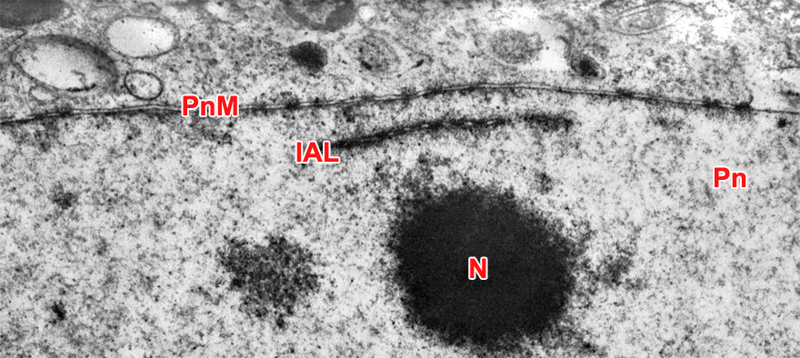 Edge of a pronucleus