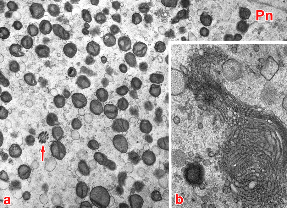 Cytoplasmic organelles