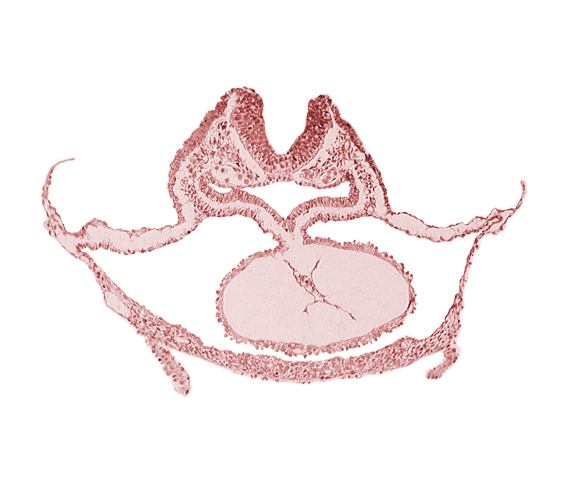 head mesenchyme, laryngotracheal sulcus, mesocardium, neural fold [rhombencephalon (Rh. C)], otic placode, pericardial cavity, presumptive left ventricle, respiratory primordium