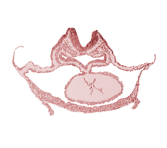 foregut endoderm, foregut lumen, laryngotracheal sulcus, neural fold [rhombencephalon (Rh. C)], otic placode, presumptive left ventricle, respiratory primordium