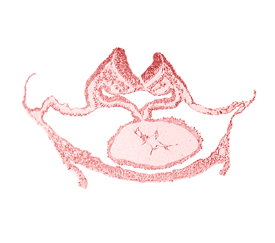 artifact separation(s), cardiac jelly, cephalic neuropore, dorsal aorta, foregut endoderm, foregut lumen, laryngotracheal sulcus, otic placode, presumptive left ventricle, respiratory primordium