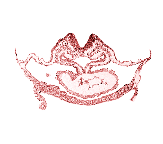 atrial canal, cardiac jelly, cephalic neuropore, dorsal aorta, edge of presumptive left atrium, foregut endoderm, foregut lumen, neural fold [rhombencephalon (Rh. C)], otic placode, pericardial cavity, presumptive left ventricle
