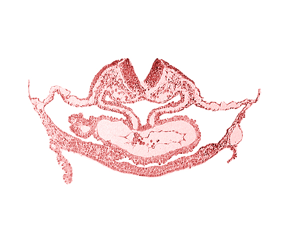 atrial canal, cephalic edge of hepatic plate, otic placode, presumptive left atrium