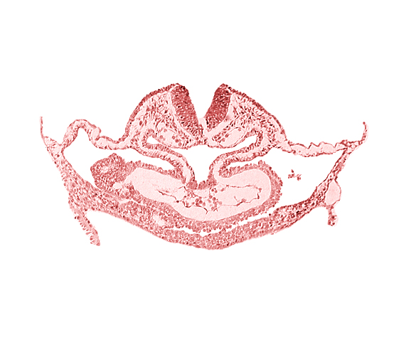 atrial canal, caudal edge of otic placode, dorsal aorta, edge of presumptive left atrium, hepatic plate, neural fold [rhombencephalon (Rh. C)], presumptive left atrium, presumptive right atrium