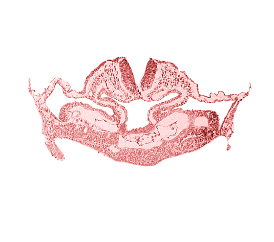 amnion attachment, atrial canal, cephalic neuropore, foregut, hepatic plate, neural fold [rhombencephalon (Rh. C)], presumptive left atrium, presumptive right atrium, primordial pericardioperitoneal canal (pleural cavity), septum transversum, surface ectoderm