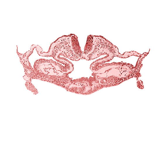 alar plate(s), basal plate, cephalic intestinal portal, dorsal aorta, head mesenchyme, hepatic plate / septum transversum region, neural fold [rhombencephalon (Rh. C)], notochordal plate, presumptive left atrium, presumptive right atrium, primordial pericardioperitoneal canal (pleural cavity), sulcus limitans