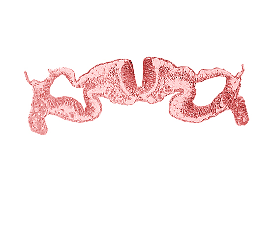 cephalic neuropore, dorsal aorta, midgut, presumptive right atrium, primordial peritoneal cavity, somatopleure, surface ectoderm, umbilical vesicle cavity