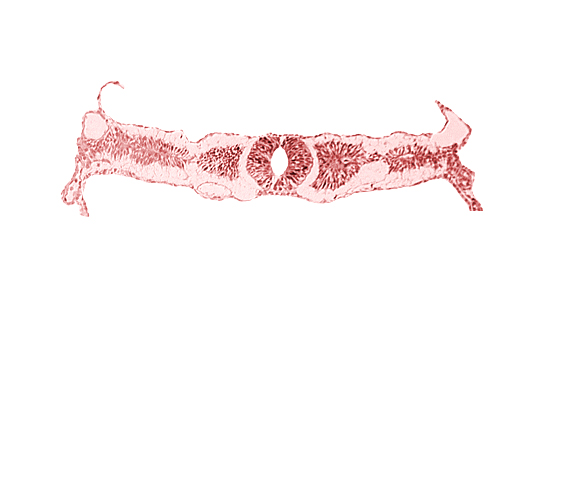 amnion attachment, dorsal aorta, midgut, somite 3 (O-3), umbilical vesicle wall