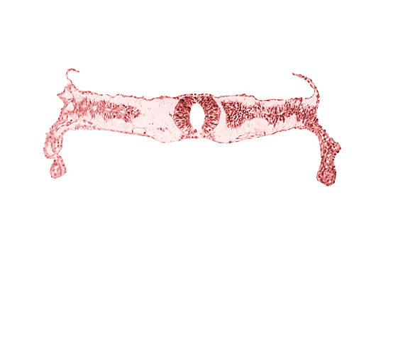 midgut, neural tube [rhombencephalon (Rh. D)], somite 3-4 intersegmental region