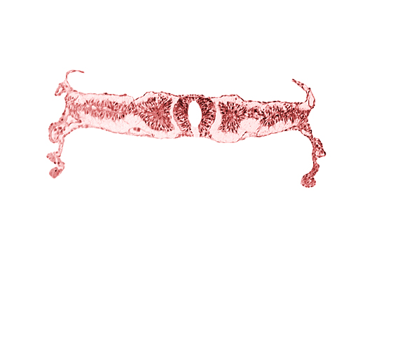 artifact separation(s), dorsal aorta, intermediate mesenchyme, midgut, neural fold [rhombencephalon (Rh. D)], somite 4 (O-4)