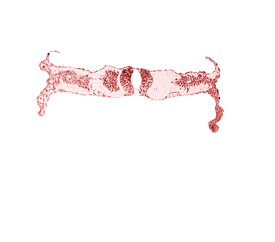 caudal edge of neural tube (junction of brain and spinal cord), fusing neural folds, primordial peritoneal cavity, right umbilical vein, somite 4-5 intersegmental region