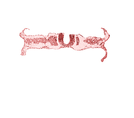 caudal edge of somite 5 (C-1), caudal neuropore, nephrogenic cord, umbilical vesicle wall