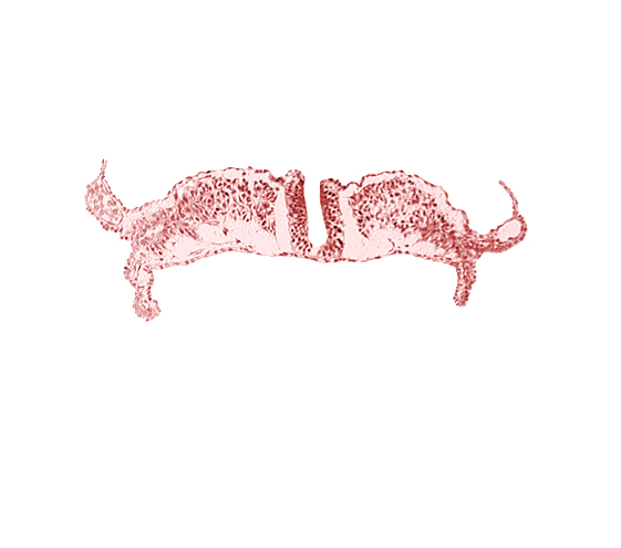 cephalic part of primordial lateral body fold, neural plate, paraxial mesoderm, splanchnopleuric mesoderm