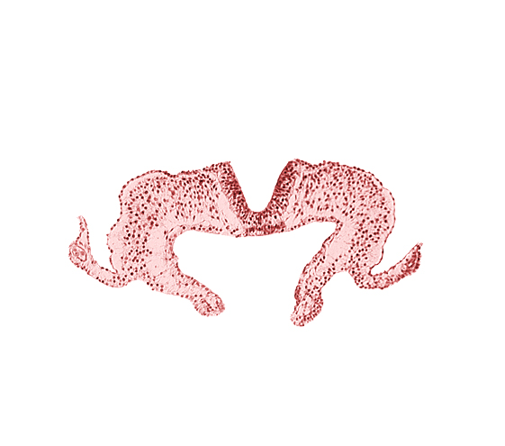 endoderm, mesoderm, midgut, neural fold, neural groove, notochordal plate, primordial lateral body fold, surface ectoderm