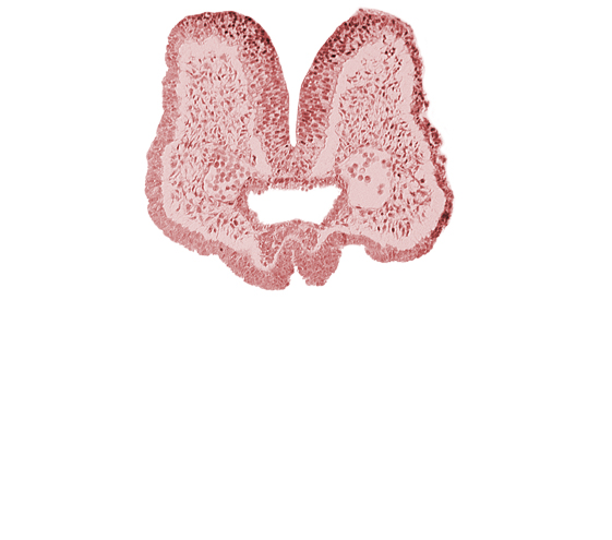 aortic arch 1, artifact space(s), endoderm, foregut, mandibular prominence of pharyngeal arch 1, mesencephalic neural crest, mesenchyme in pharyngeal arch 1, neural fold [mesencephalon (M)], neural groove, notochordal plate, prechordal plate (oropharyngeal membrane), stomodeum, surface ectoderm