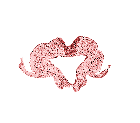 caudal intestinal portal, endoderm, transition region between notochordal plate and gastrulation streak