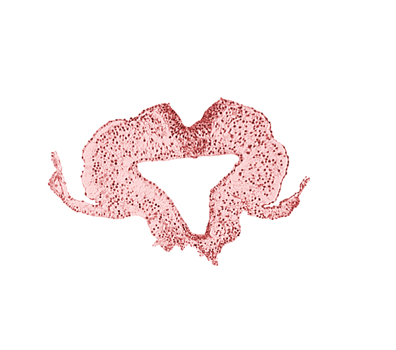 caudal intestinal portal, endoderm, transition region between notochordal plate and gastrulation streak