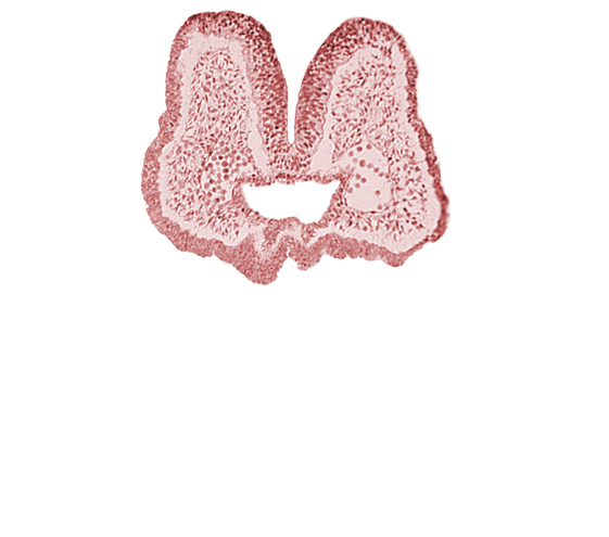 aortic arch 1, artifact space(s), endoderm, foregut, mandibular prominence of pharyngeal arch 1, mesencephalic neural crest, mesenchyme in pharyngeal arch 1, neural fold [mesencephalon (M)], neural groove, nucleated blood cells, prechordal plate (oropharyngeal membrane), stomodeum, surface ectoderm