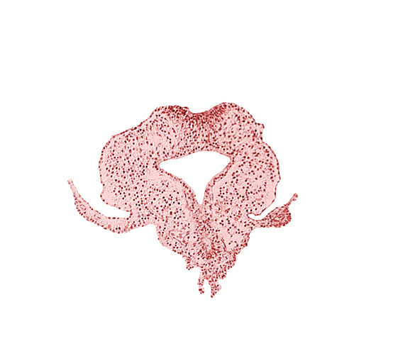 allantoic primordium, amnion attachment, gastrulation (primitive) streak, hindgut, neural plate, right umbilical vein, tail fold region