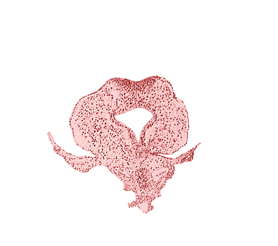allantoic primordium, amnion attachment, body stalk, caudal eminence, cloacal membrane, gastrulation (primitive) streak, hindgut, junction of amnion and tail fold, left umbilical vein, neural plate, tail fold region