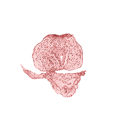 allantoic primordium, caudal edge of hindgut, caudal eminence, common umbilical vein, neural plate, surface ectoderm, tail fold region