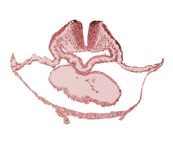 cephalic neuropore, dorsal aorta, lateral pharyngeal recess, median pharyngeal groove, neural fold [rhombencephalon (Rh. B)], pericardial cavity, presumptive left ventricle, right bulboventricular sulcus