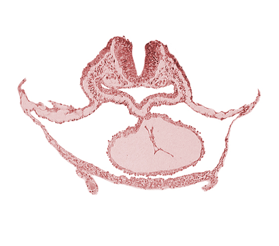 cardiac jelly, epimyocardium, laryngotracheal sulcus, lateral pharyngeal recess, mesocardium, neural fold [rhombencephalon (Rh. B)], otic placode, pericardial cavity, presumptive left ventricle, sulcus limitans