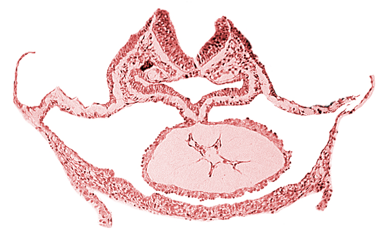 cardiac jelly, dorsal aorta, foregut endoderm, foregut lumen, neural fold [rhombencephalon (Rh. C)], otic placode, presumptive left ventricle, respiratory primordium