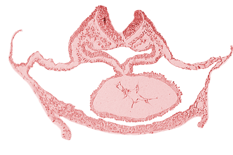 artifact separation(s), cardiac jelly, cephalic neuropore, dorsal aorta, foregut endoderm, foregut lumen, laryngotracheal sulcus, otic placode, presumptive left ventricle, respiratory primordium