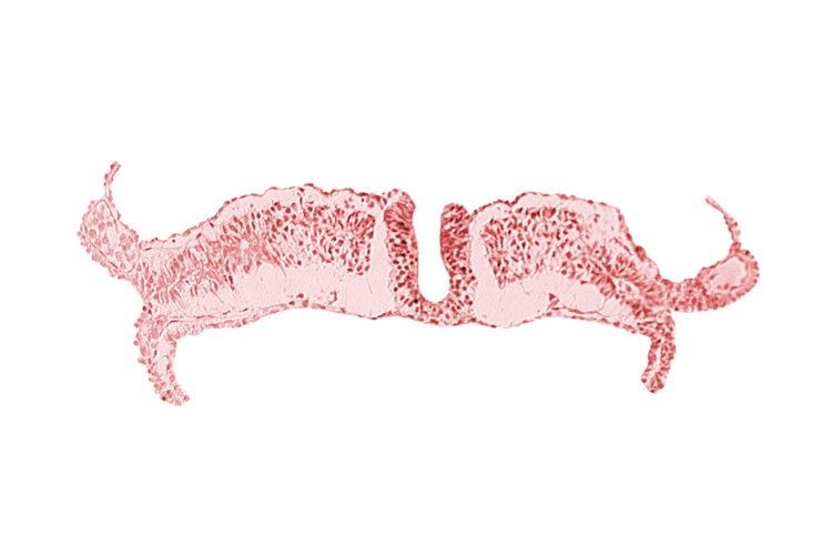 endoderm, intermediate mesenchyme, paraxial mesoderm, splanchnopleuric mesoderm, surface ectoderm