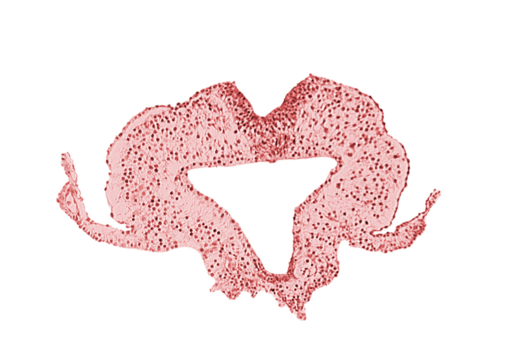 caudal intestinal portal, endoderm, transition region between notochordal plate and gastrulation streak
