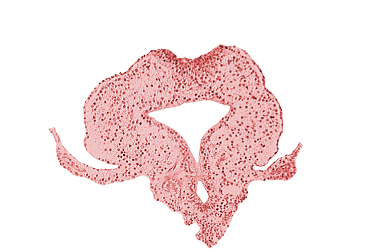 allantoic primordium, gastrulation (primitive) streak, hindgut, neural plate, primordial lateral body fold