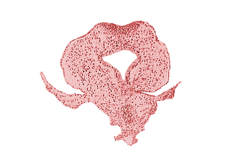 allantoic primordium, amnion attachment, body stalk, caudal eminence, cloacal membrane, gastrulation (primitive) streak, hindgut, junction of amnion and tail fold, left umbilical vein, neural plate, tail fold region