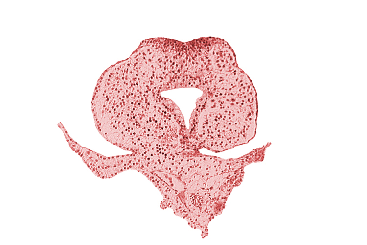 allantoic primordium, amnion attachment, caudal eminence, caudal part of hindgut lumen, left umbilical vein, neural plate, right umbilical vein, tail fold region